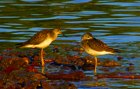 Lesser Yellowlegs - Paradise Island