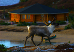 Young bull passing in front of the unfinished lodge.  The bull was part of a herd of about a thousand that came through that 
morning.  The lodge is part of the Tshikapisk Foundation's effort to develop an eco-tourism facility that will help reinvigorate Innu pride in their ancient heritage and incorporate 
it profitably into the modern day cash economy.