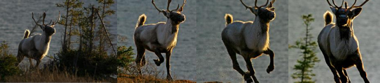 Caribou running