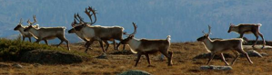 Caribou on a ridge