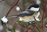 Chicadee on a Branch