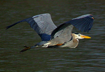 Great Blue Heron in Flight