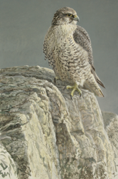 Gyrfalcon by Robert Bateman