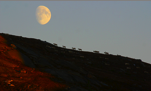 Moose on the ridge with the moon in the background