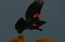 Redwing Blackbird in Flight