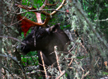 Caribou photo