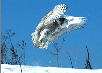 Snowy Owl in Flight