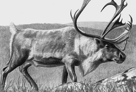 Caribou